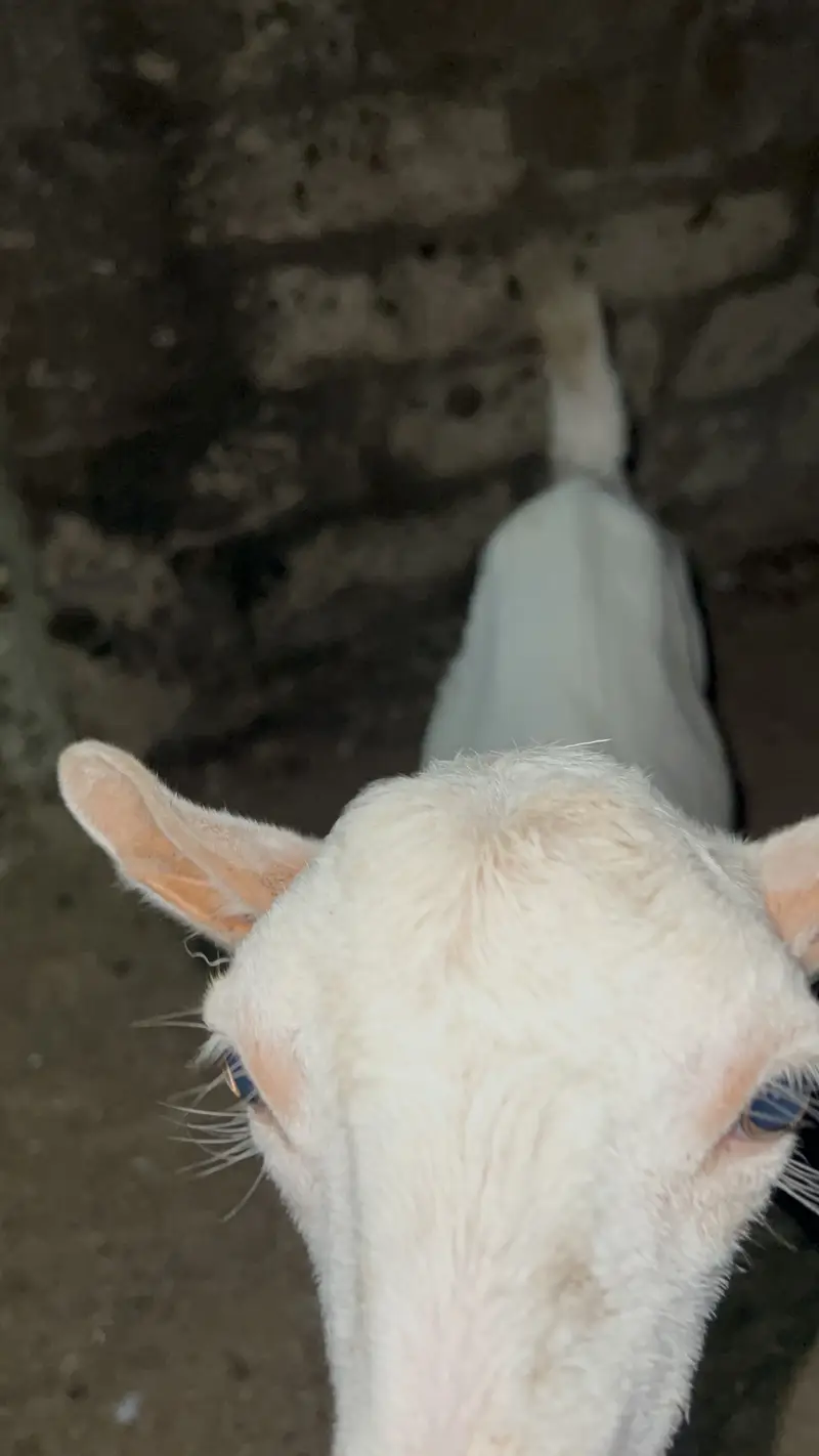 Tedda Gulabi — photo 3