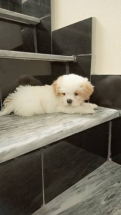 shihtzu puppy | shitzu dog | male puppy | shihtzu male puppy