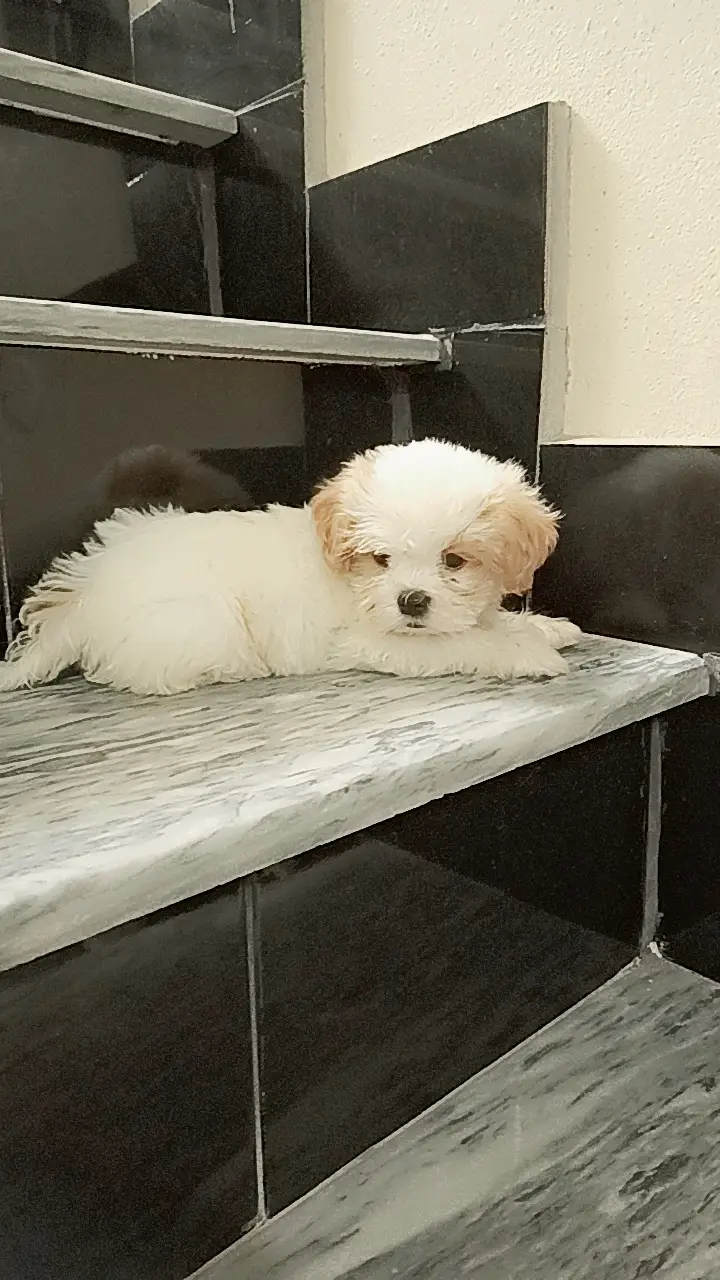 shihtzu puppy | shitzu dog | male puppy | shihtzu male puppy