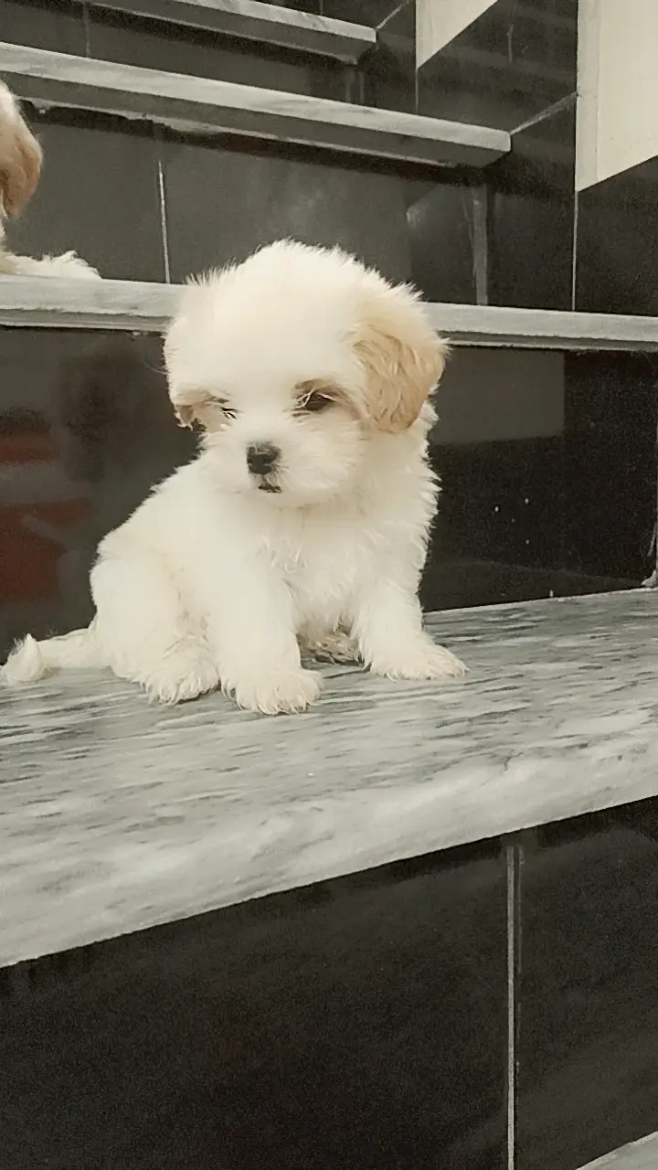 shihtzu puppy | shitzu dog | male puppy | shihtzu male puppy — photo 2