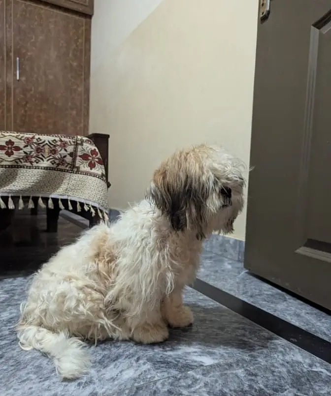 shihtzu puppy | shitzu dog | male puppy | shihtzu male puppy — photo 3