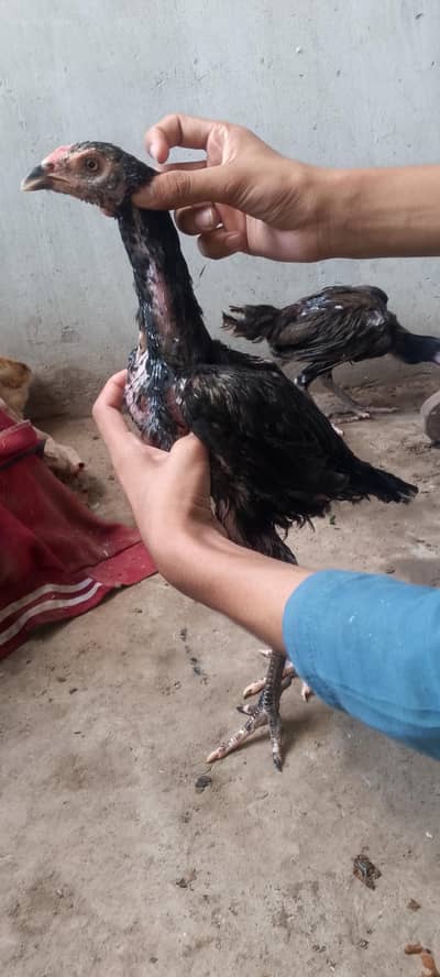Pure Aseel Black Nok Nali Thai Pair Healthy and active pair price 3700