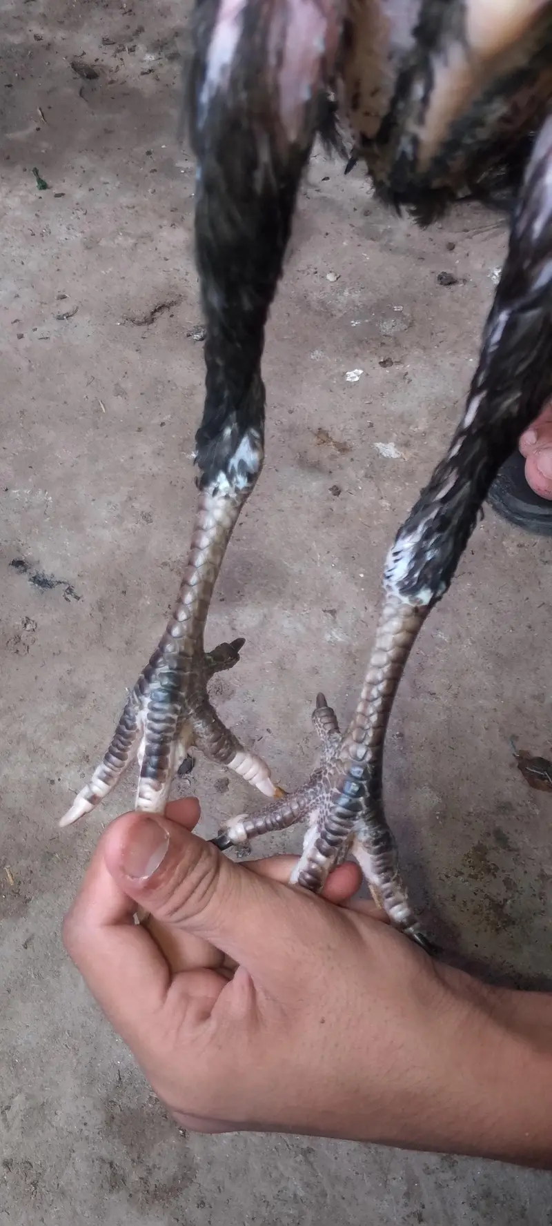Pure Aseel Black Nok Nali Thai Pair Healthy and active pair price 3700 — photo 3