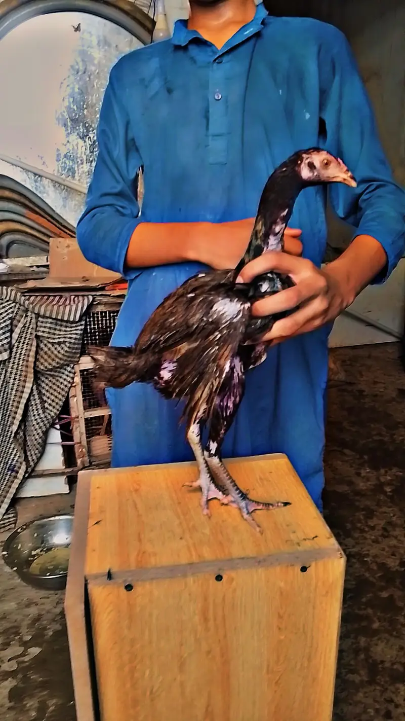Pure Aseel Black Nok Nali Thai Pair Healthy and active pair price 3700 — photo 4