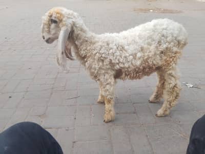 dhumbi pure larkana nasal