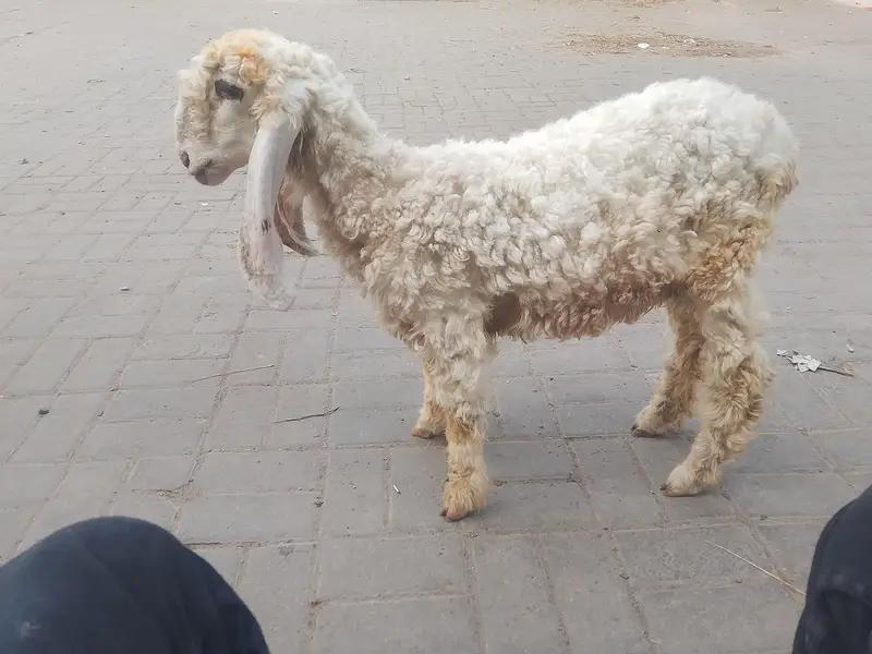 dhumbi pure larkana nasal