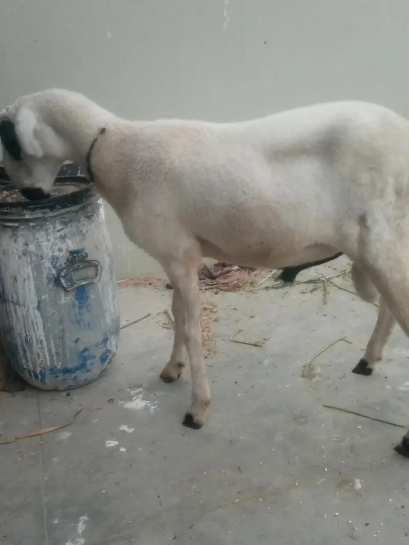 Dumba kharay ka