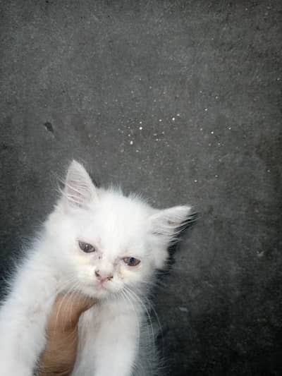 Persian Kittens for Sale |  available for sale |