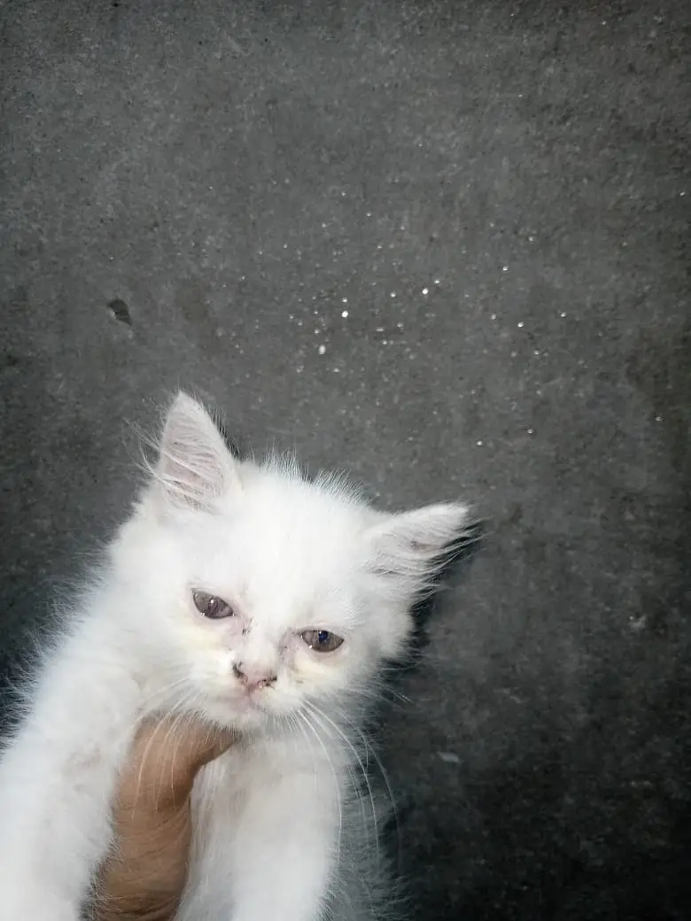 Persian Kittens for Sale |  available for sale |