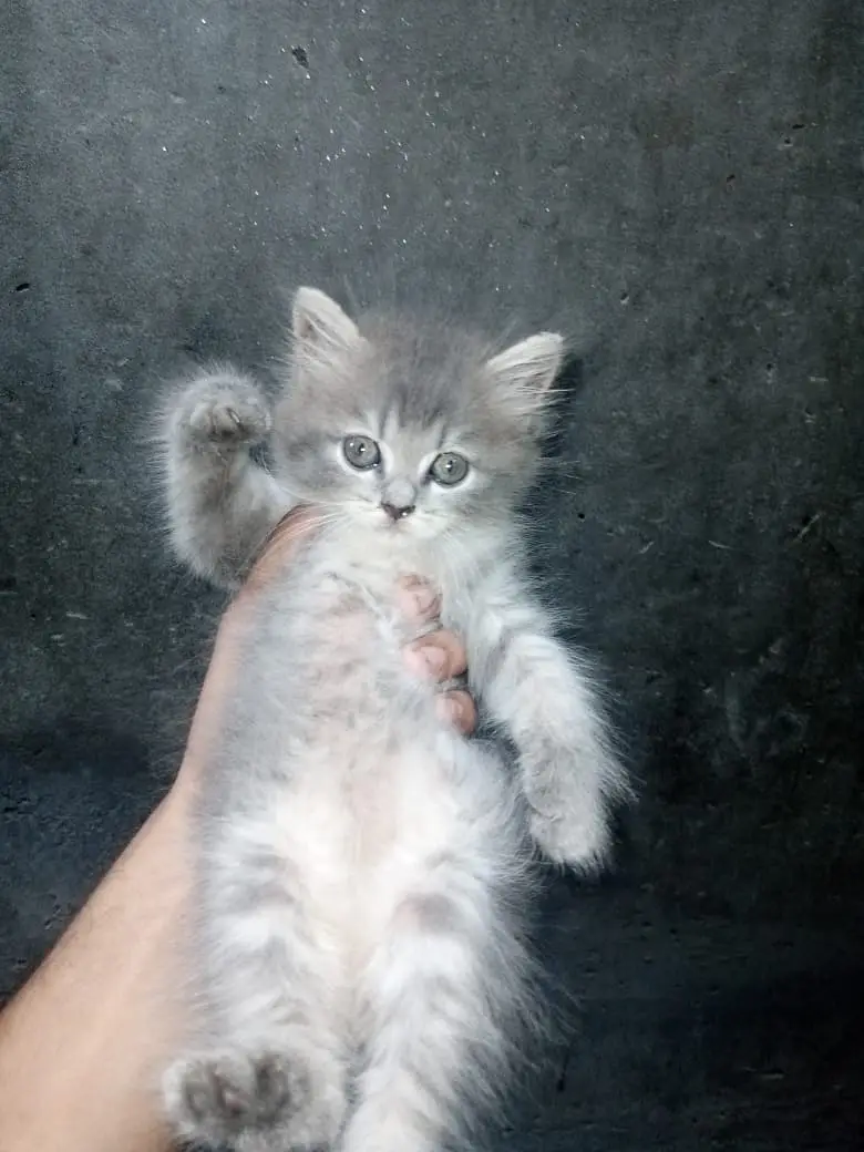 Persian Kittens for Sale |  available for sale | — photo 2