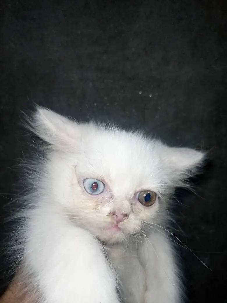 Persian Kittens for Sale |  available for sale | — photo 3