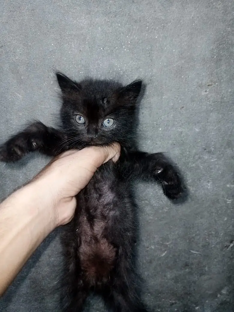 Persian Kittens for Sale |  available for sale | — photo 4
