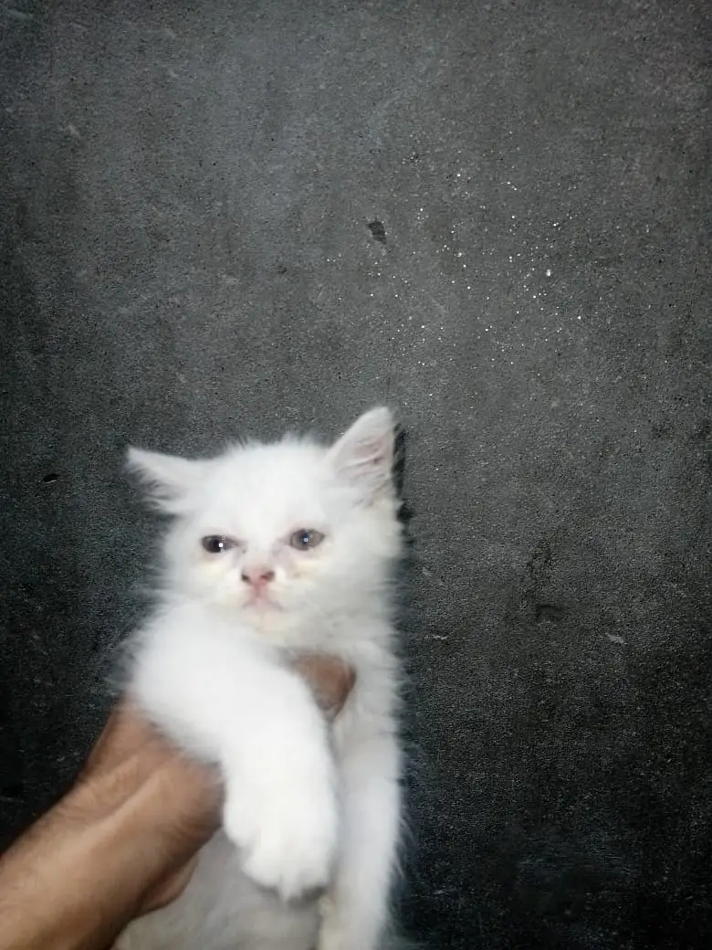 Persian Kittens for Sale |  available for sale | — photo 5