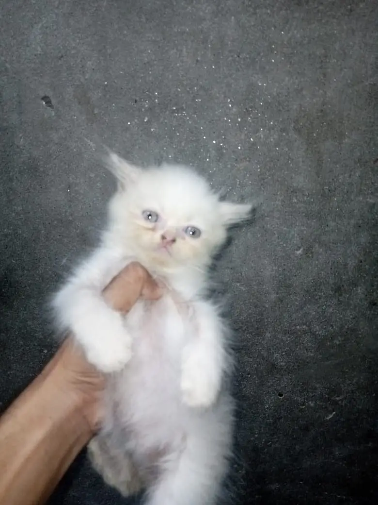 Persian Kittens for Sale |  available for sale | — photo 6