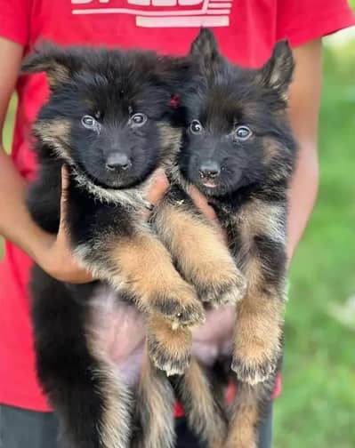 German shepherd Puppy | Long Coat | Male, Female |