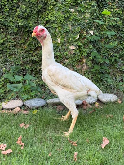 Aseel white shamo female