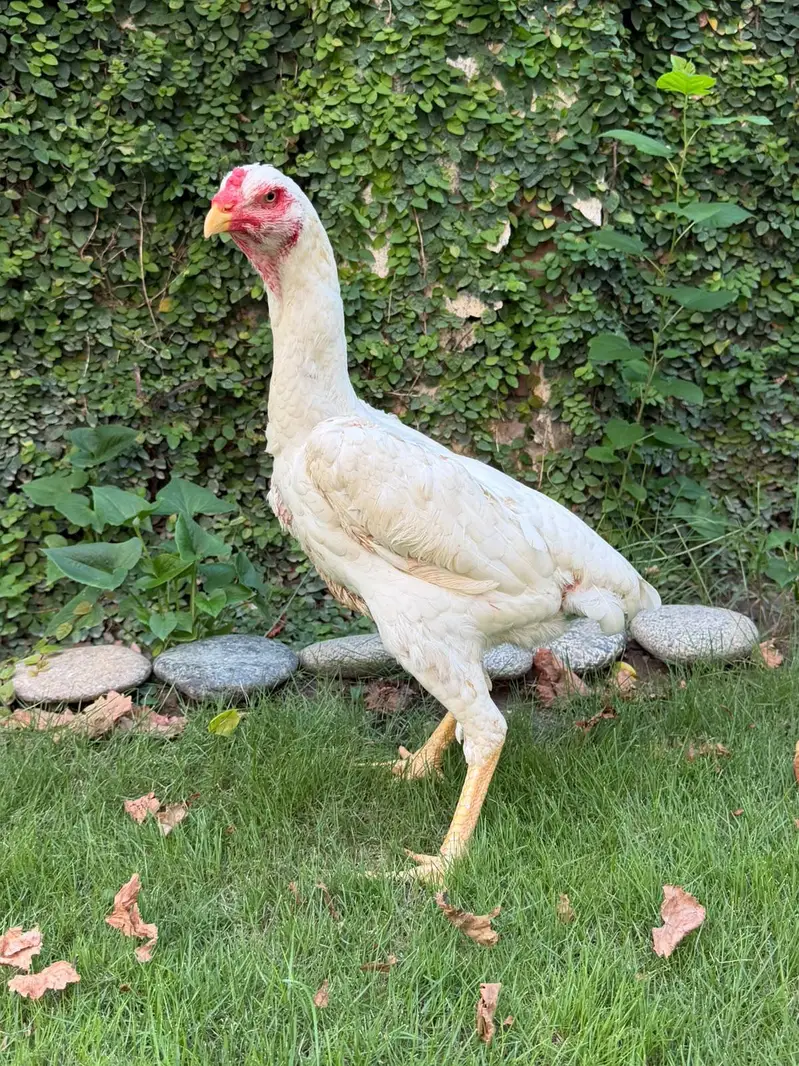 Aseel white shamo female