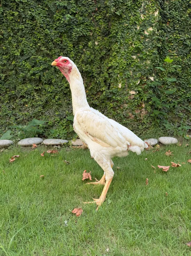 Aseel white shamo female — photo 2