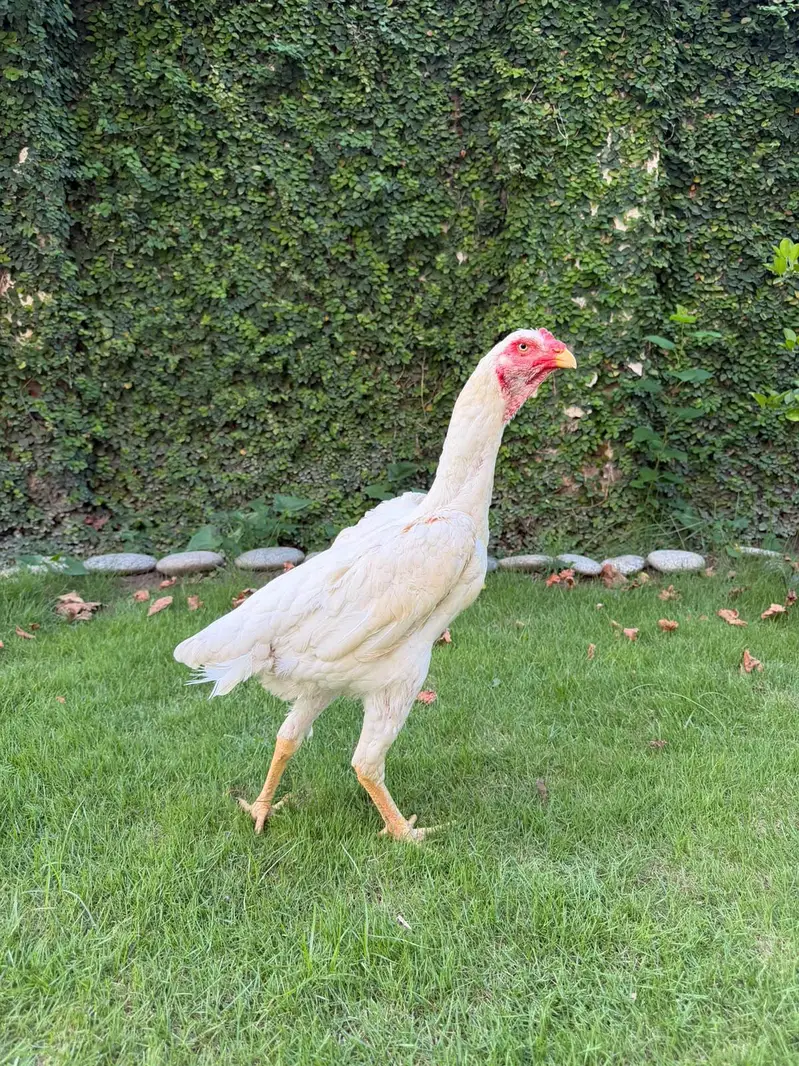 Aseel white shamo female — photo 3