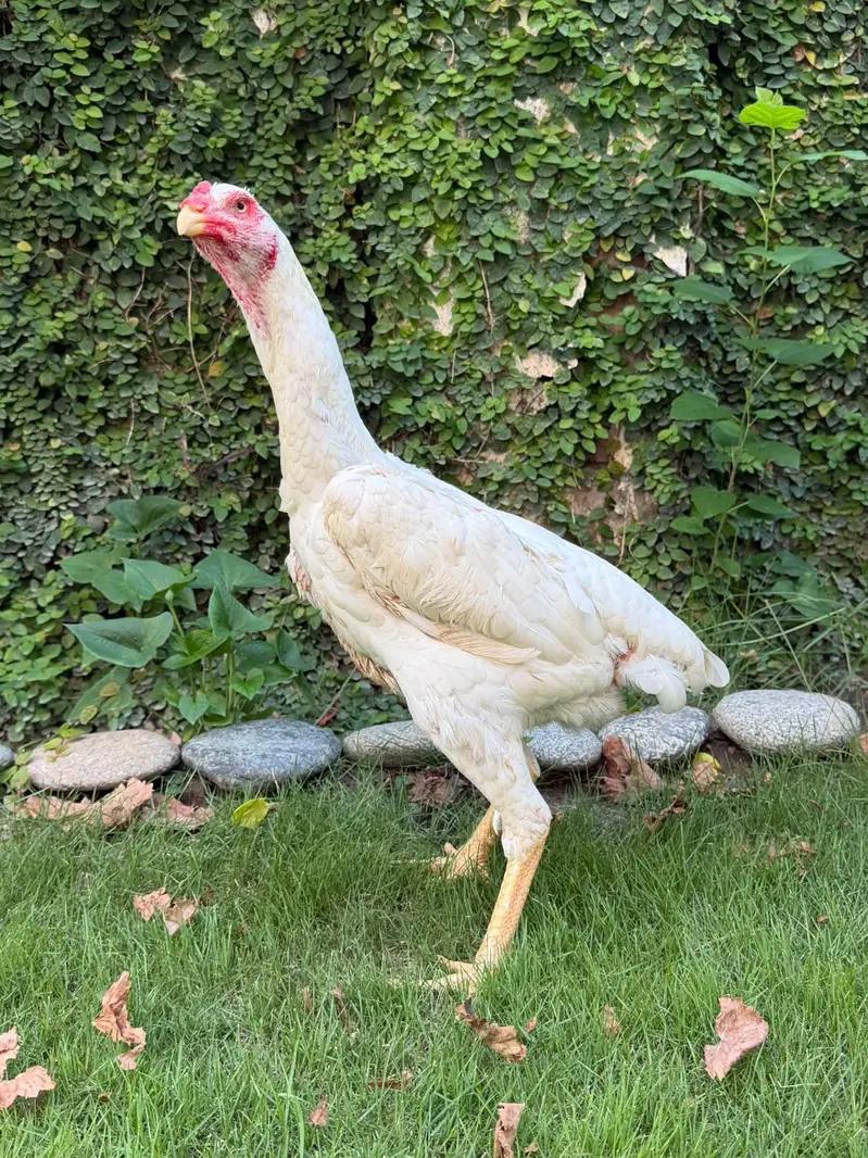 Aseel white shamo female — photo 4