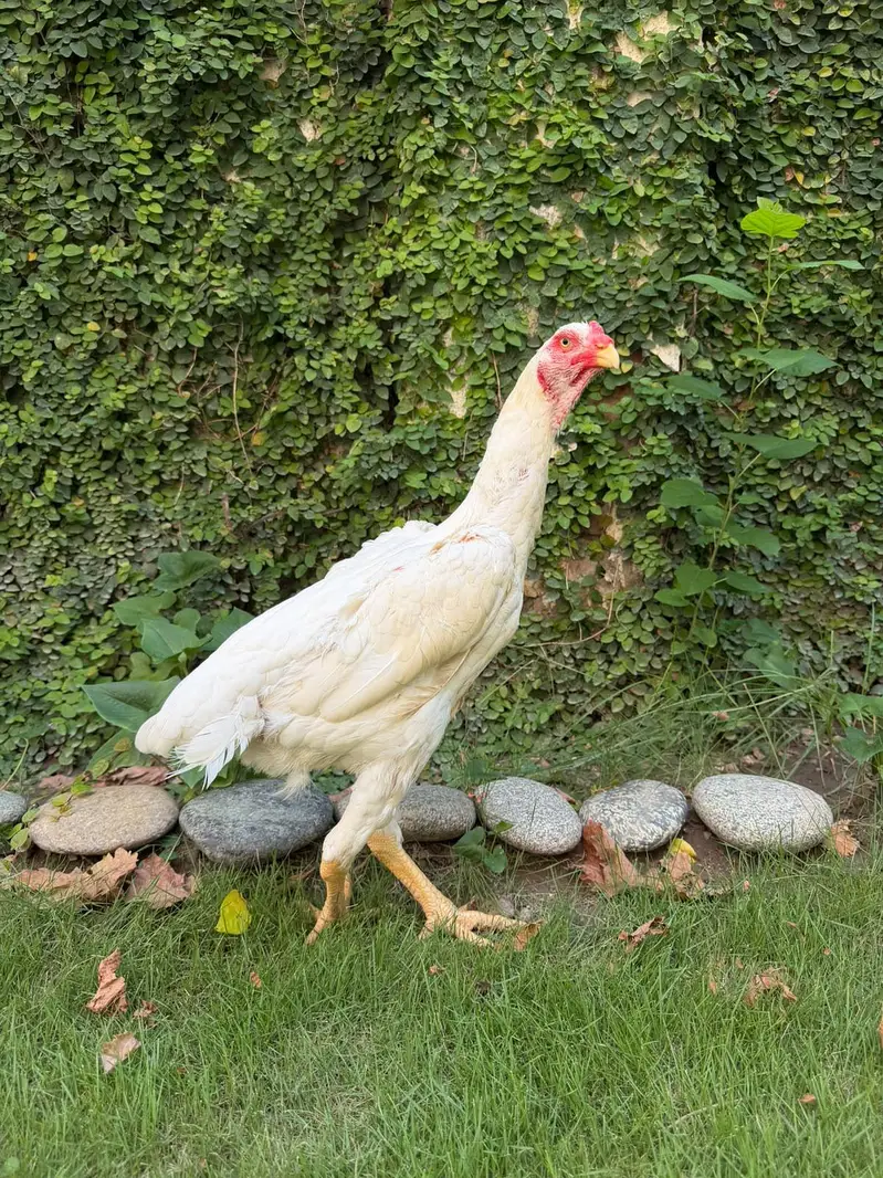 Aseel white shamo female — photo 5