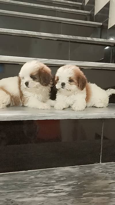 Shitzu puppies | shihtzu puppy pair | shitzu dog puppies