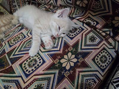 Persian kittens