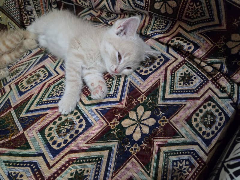 Persian kittens 0