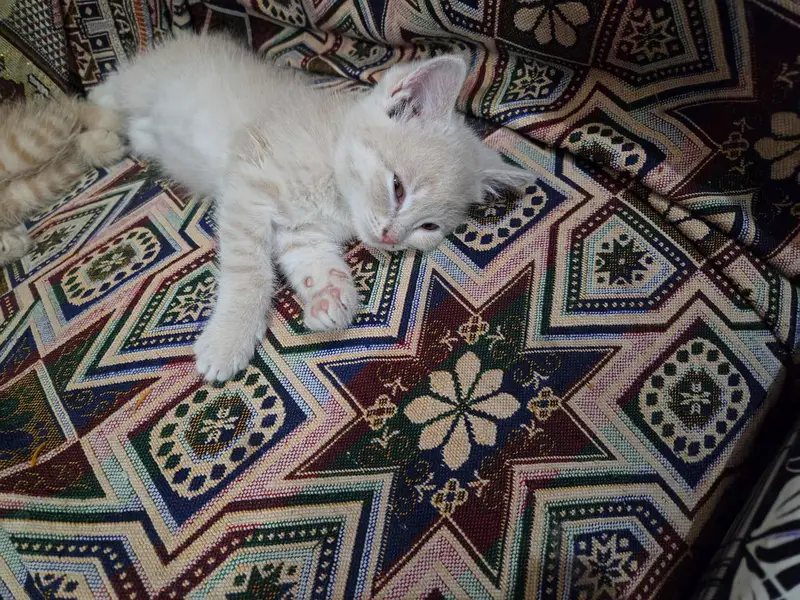 Persian kittens