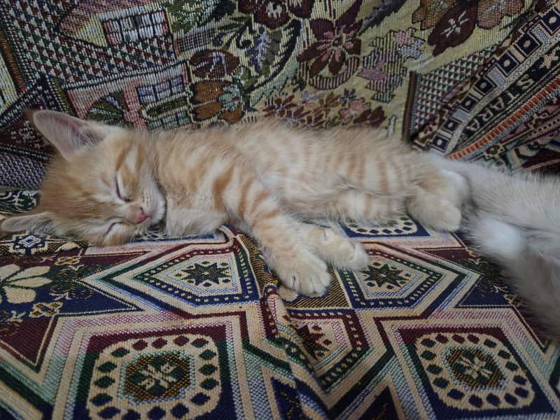 Persian kittens 1