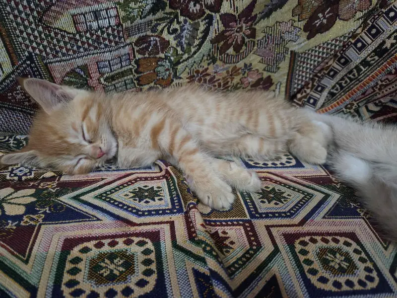 Persian kittens — photo 2