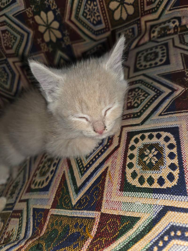Persian kittens 2