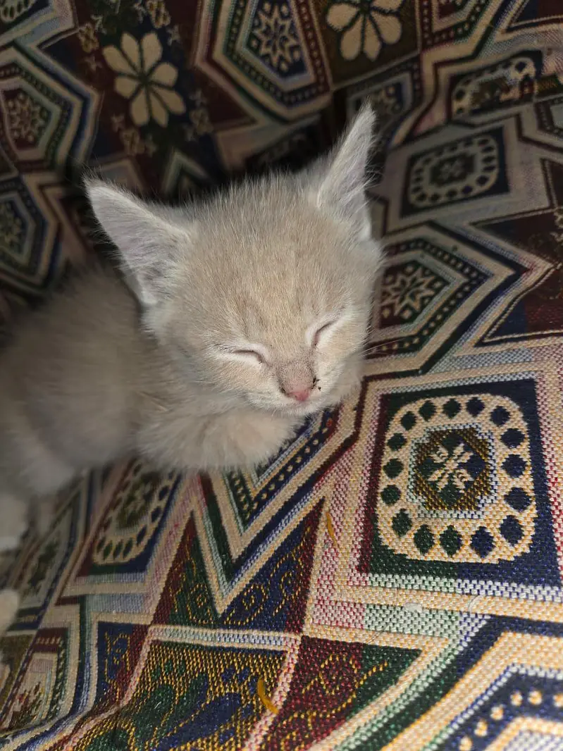 Persian kittens — photo 3