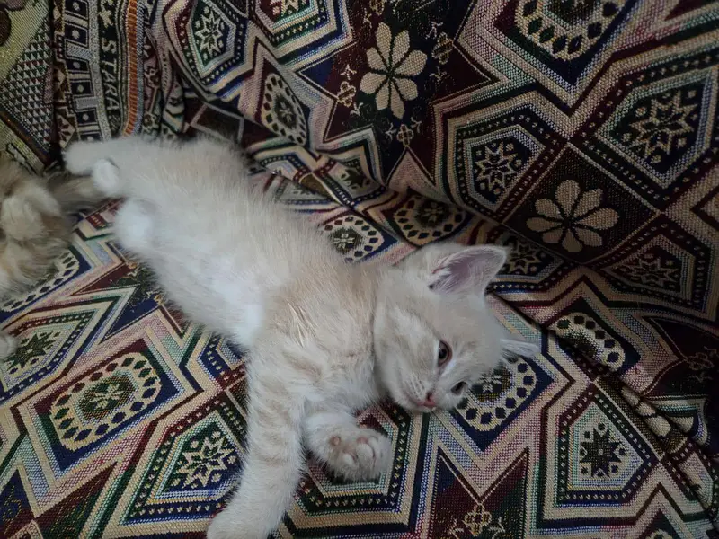 Persian kittens — photo 4