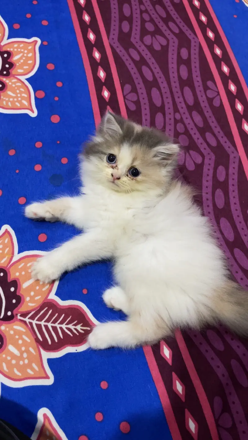 persian cat for sale Age 2 months