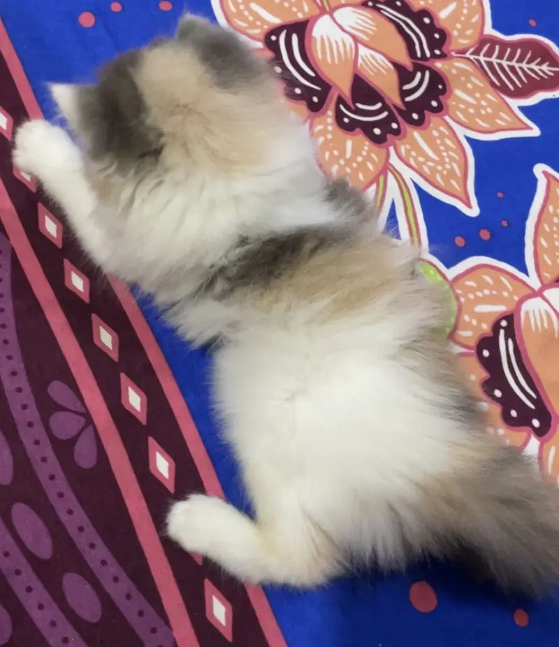 persian cat for sale Age 2 months — photo 2