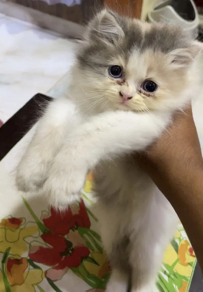 persian cat for sale Age 2 months — photo 3