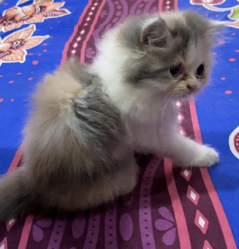 persian cat for sale Age 2 months — photo 4