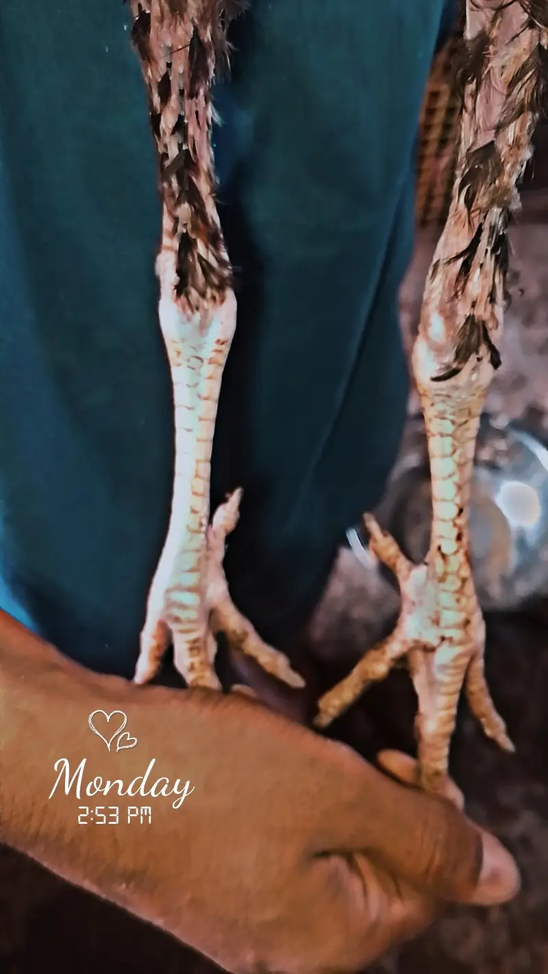 Pure Aseel Long Heighted High Quality Pair Price 4500 — photo 2