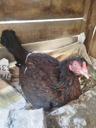 kurak Aseel Hen for sale