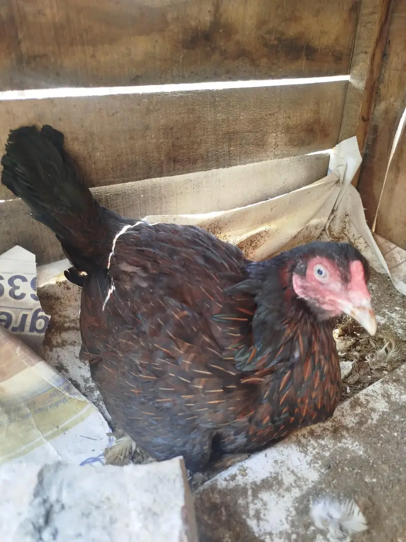 kurak Aseel Hen for sale