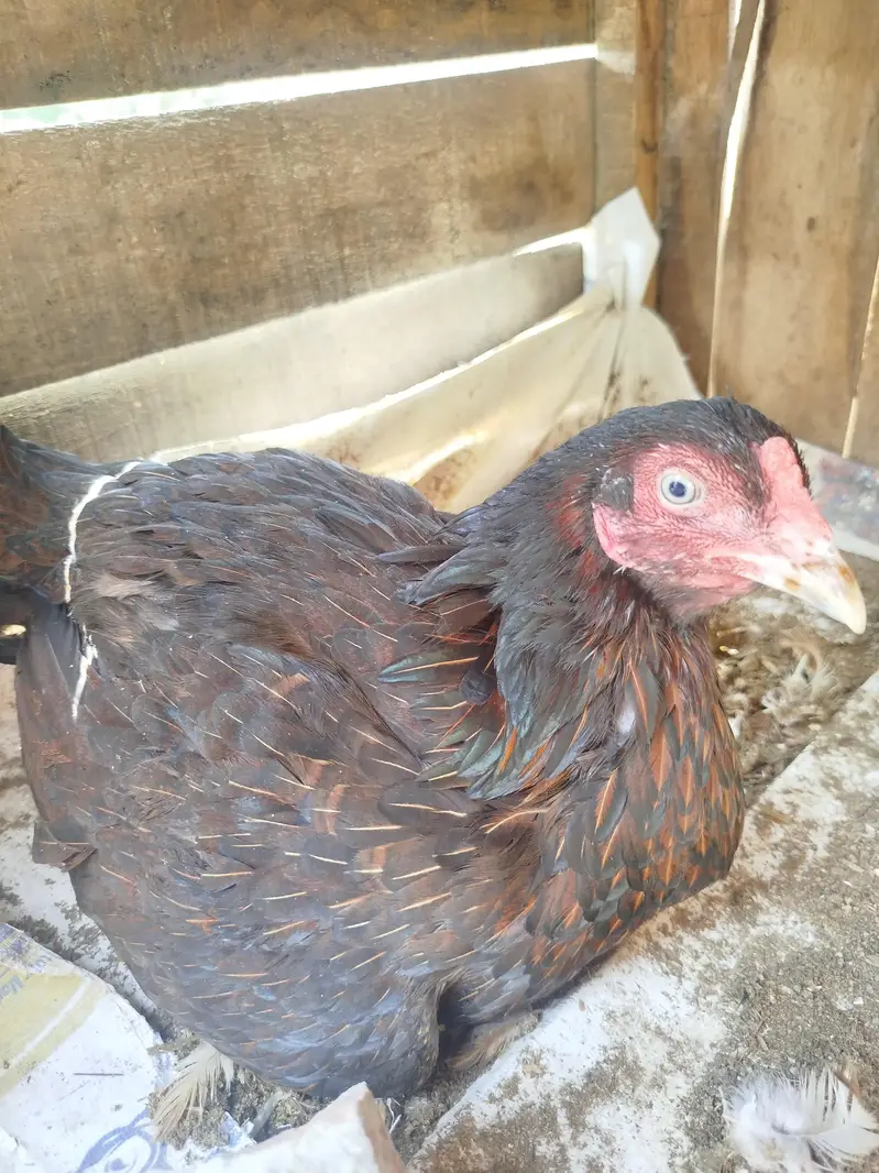 kurak Aseel Hen for sale — photo 3