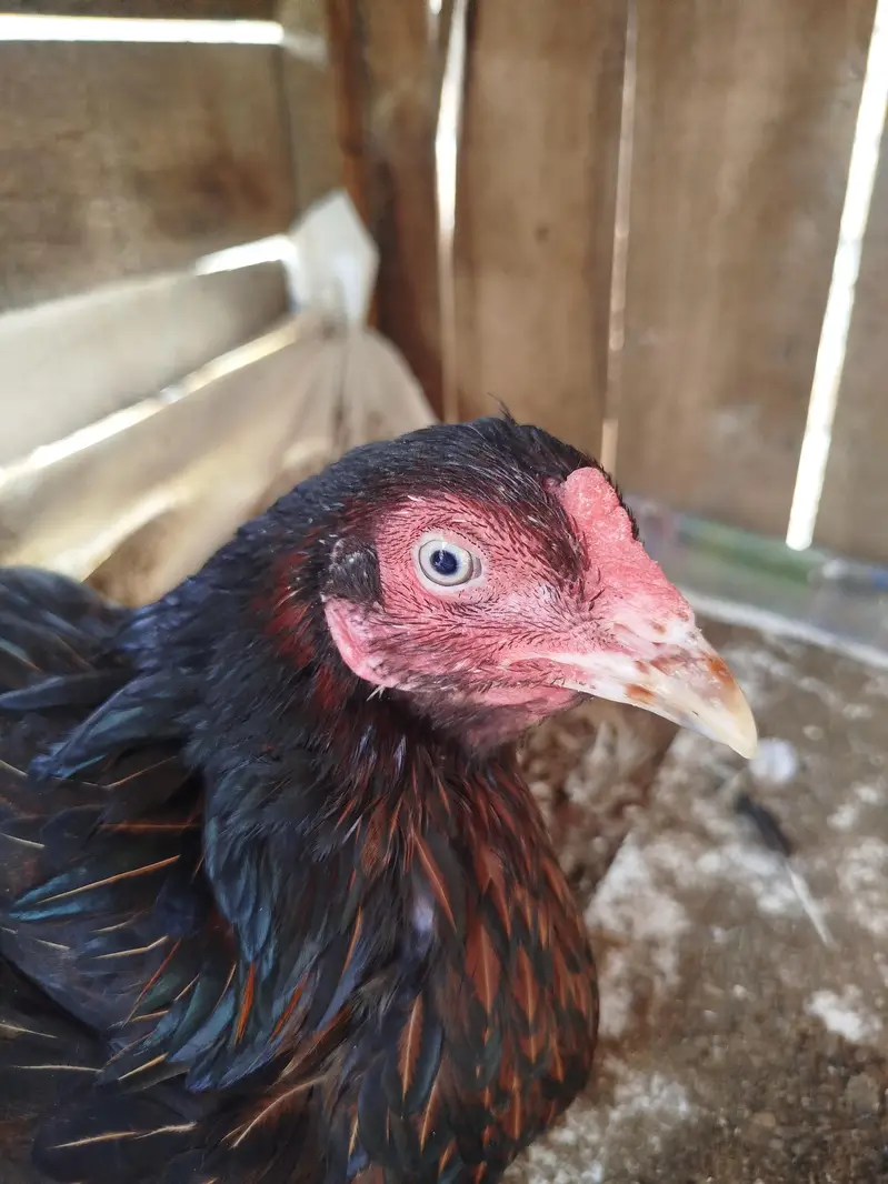 kurak Aseel Hen for sale — photo 4