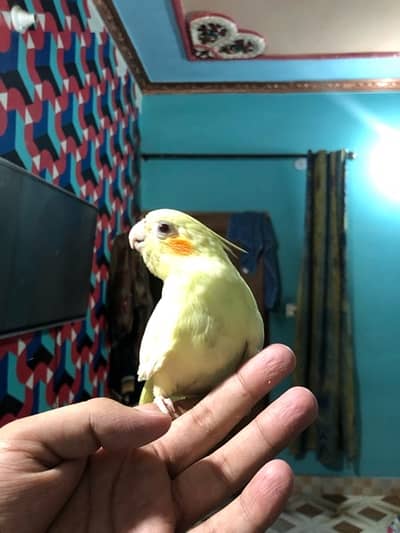 Hand tame red eye lutino coctail