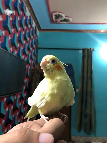 Hand tame red eye lutino coctail — photo 2