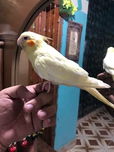 Hand tame red eye lutino coctail — photo 3