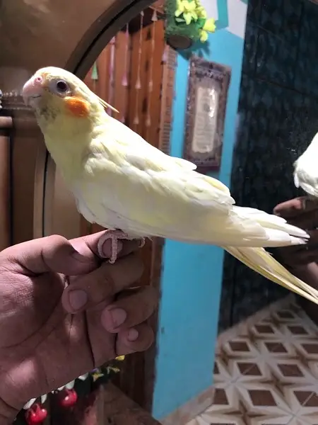 Hand tame red eye lutino coctail — photo 4
