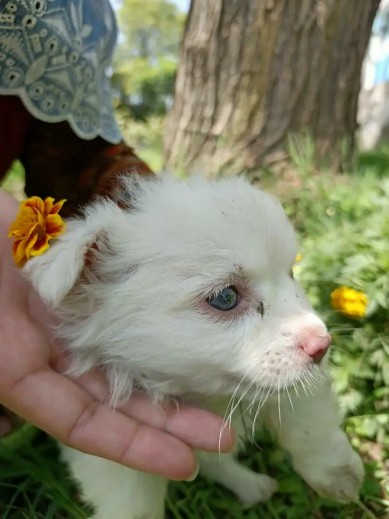 female puppy for sale — photo 2