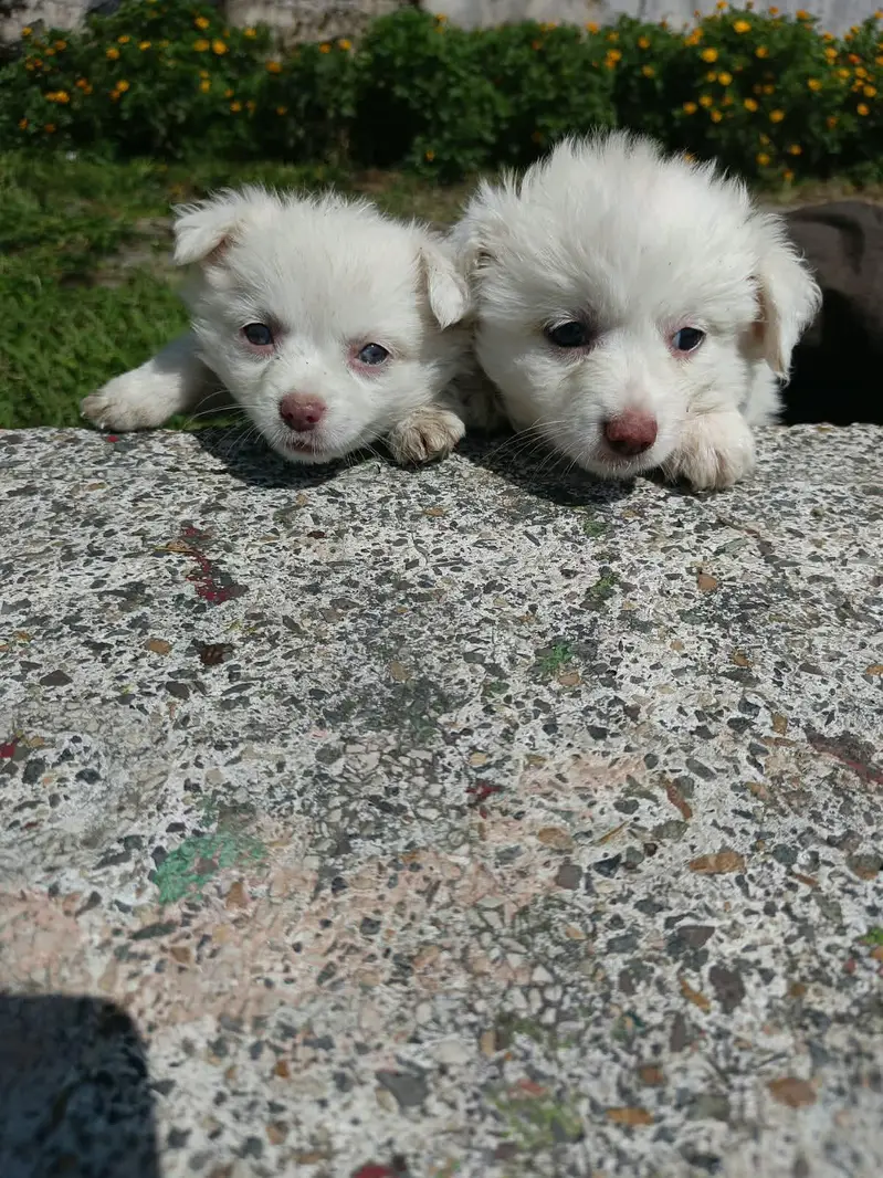 female puppy for sale — photo 3