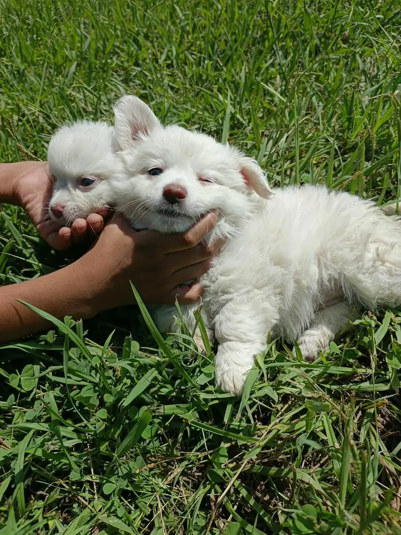 female puppy for sale — photo 4